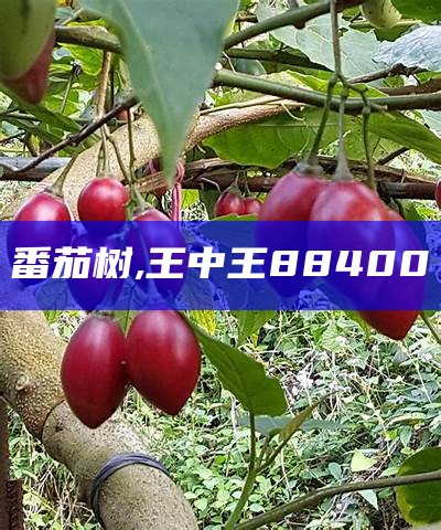 番茄树, 王中王884000