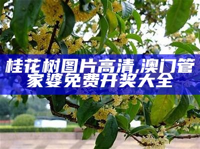 桂花树图片高清, 澳门管家婆免费开奖大全