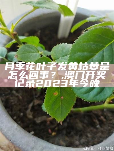 月季花叶子发黄枯萎是怎么回事？, 澳门开奖记录2023年今晚