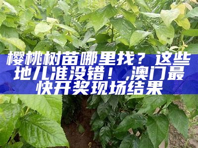 樱桃树苗什么品种最好？你可能想不到, 606622.com