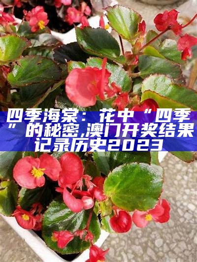 四季海棠：花中“四季”的秘密, 澳门开奖结果记录历史2023