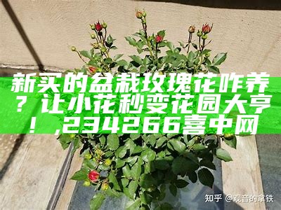 新买的盆栽玫瑰花咋养？让小花秒变花园大亨！, www42198com