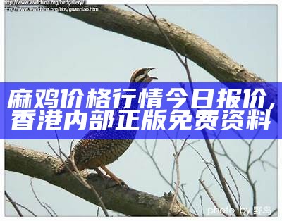 山东麻鸡价格行情，你了解多少？, 2023今晚上澳门开什么码