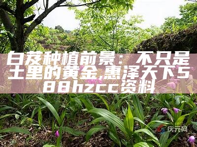 白芨种植前景：不只是土里的黄金, 澳门开奖结果2023开奖记录今晚直播