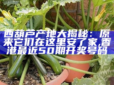 西葫芦产地大揭秘：原来它们在这里安了家, 澳门正版资料免费更新结果