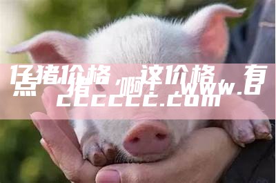 仔猪价格，这价格，有点“猪”啊！, www.6cccccc.com