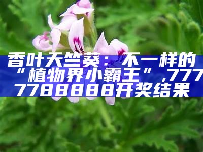 香叶天竺葵：不一样的“植物界小霸王”, 7777788888开奖结果