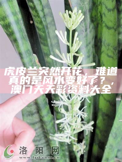 虎皮兰突然开花，难道真的是风水变好了？, 澳门天天彩资料大全