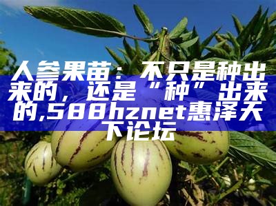 人参果苗：不只是种出来的，还是“种”出来的, 588hznet惠泽天下论坛