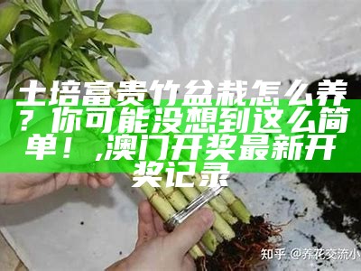 土培富贵竹盆栽怎么养？你可能没想到这么简单！, 澳门开奖最新开奖记录