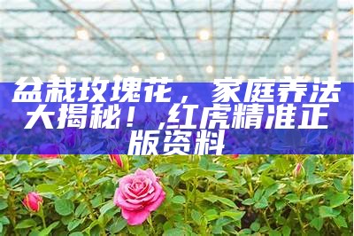 盆栽玫瑰花，家庭养法大揭秘！, 兴发老虎亚洲第一登录平台