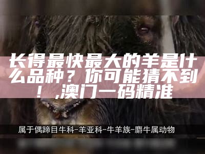 长得最快最大的羊是什么品种？你可能猜不到！, 澳门一码精准