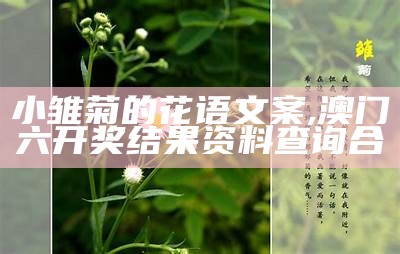 小雏菊的花语文案, 澳门六开奖结果资料查询合