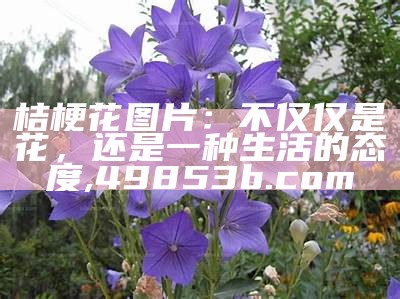 桔梗花图片：不仅仅是花，还是一种生活的态度, 49853b.com