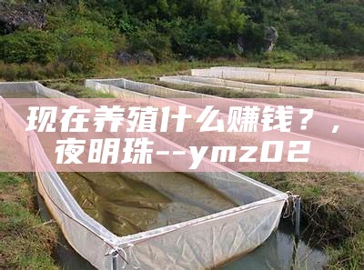 现在养殖什么赚钱？, 夜明珠--ymz02