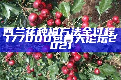 西兰花种植方法全过程, 177000包青天论坛2021