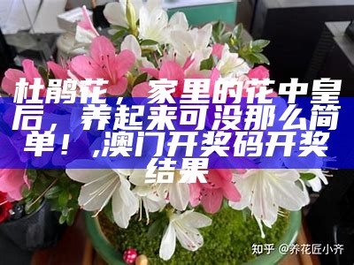 杜鹃花，家里的花中皇后，养起来可没那么简单！, 澳门开奖码开奖结果