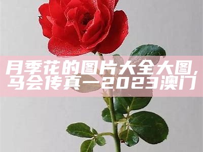 月季花的图片大全大图, 马会传真一2023澳门