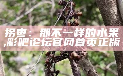 拐枣：那不一样的水果, 彩吧论坛官网首页正版