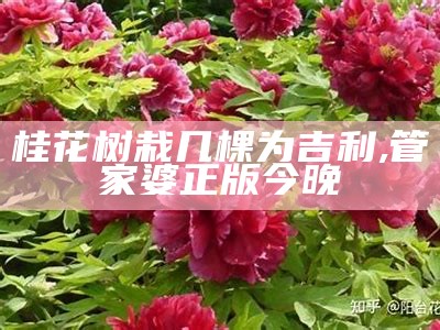 桂花树栽几棵为吉利, 管家婆正版 今晚