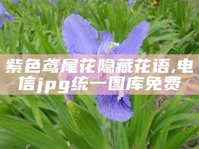 紫色鸢尾花隐藏花语, 电信jpg统一图库免费