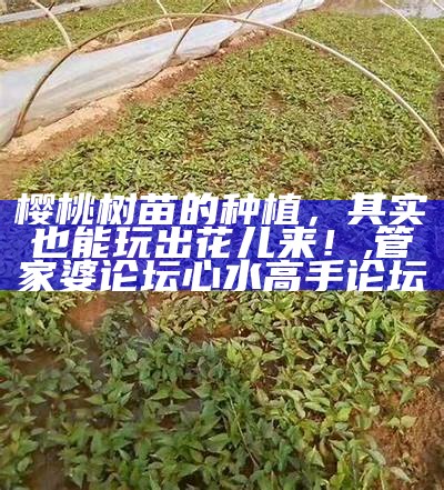 樱桃树苗的种植，其实也能玩出花儿来！, 管家婆论坛心水高手论坛