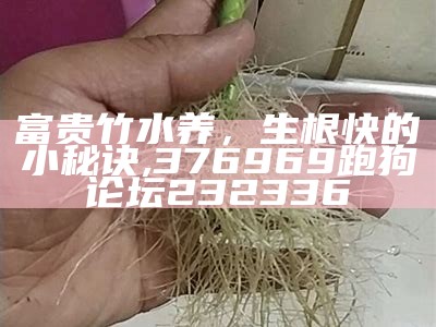 富贵竹水养，生根快的小秘诀, 376969跑狗论坛232336