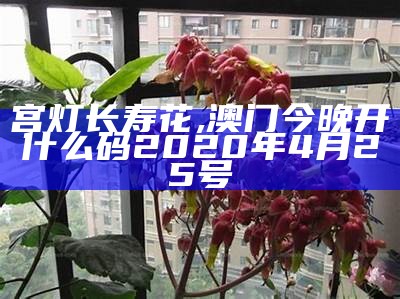 宫灯长寿花, 澳门今晚开什么码2020年4月25号