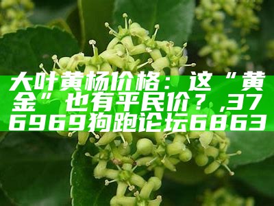 大叶黄杨价格：这“黄金”也有平民价？, 4949最快开奖结果+澳门