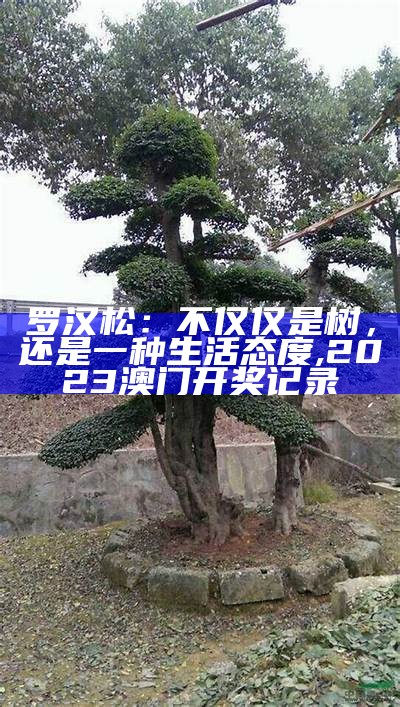 罗汉松：不仅仅是树，还是一种生活态度, 2023澳门开奖记录