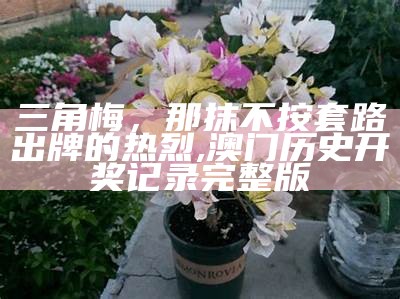 三角梅，你啥时候开花啊？, 澳门管家婆精准资料期期准