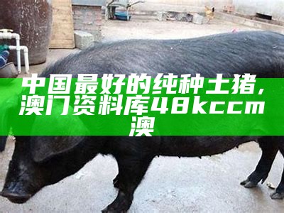 中国最好的纯种土猪, 澳门资料库48kccm澳