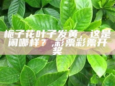 栀子花叶子发黄，这是闹哪样？, 彩票彩票开奖