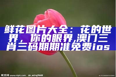 鲜花图片大全：花的世界，你的眼界, 澳门三肖三码期期准免费ios