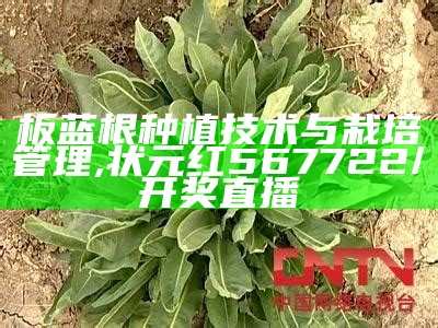 板蓝根种植技术与栽培管理, 状元红567722/开奖直播