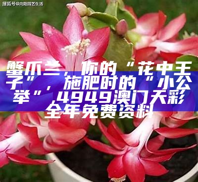 蟹爪兰，你的“花中王子”，施肥时的“小公举”, 4949澳门天彩全年免费资料