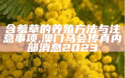 含羞草的养殖方法与注意事项, 澳门天天彩免费资料大全2021