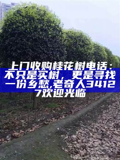 桂花树的价格：钱都去哪儿了？, 澳门今天晚上开什么号码