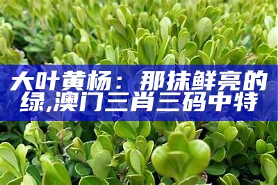 大叶黄杨：那抹鲜亮的绿, 澳门三肖三码中特