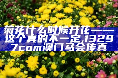 菊花什么时候开花——这个真的不一定, 13297com澳门马会传真