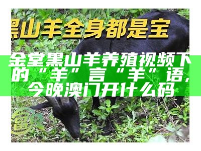 金堂黑山羊养殖视频下的“羊”言“羊”语, 今晚澳门开什么码