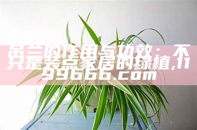 吊兰的作用与功效：不只是装点家居的绿植, 1199666.com