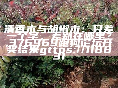 清香木与胡椒木：只差一个字，差别在哪里？, 376969跑狗论坛开奖结果gttps://118831