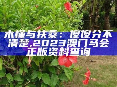 木槿与扶桑：傻傻分不清楚, 2023澳门马会正版资料查询