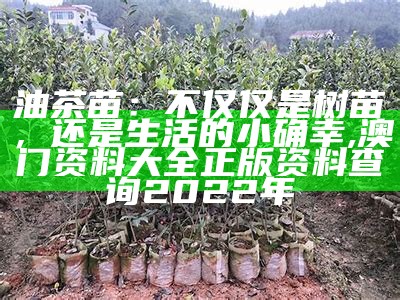 油茶苗价格：多少钱一棵才合适？, 金光佛3163636