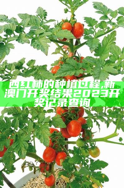 西红柿的种植方法图解, 澳门免费精准正版资料