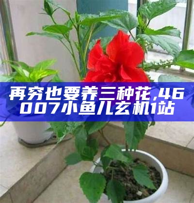 再穷也要养三种花, 46007小鱼儿玄机1站