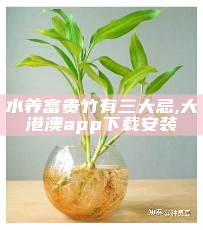 水养富贵竹有三大忌, 大港澳app下载安装