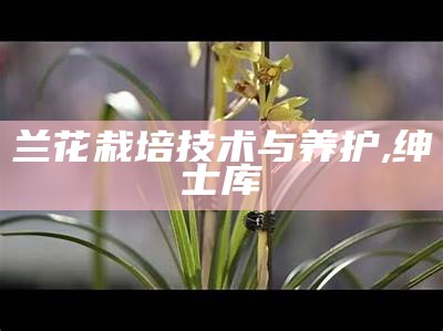 兰花栽培技术与养护, 绅士库